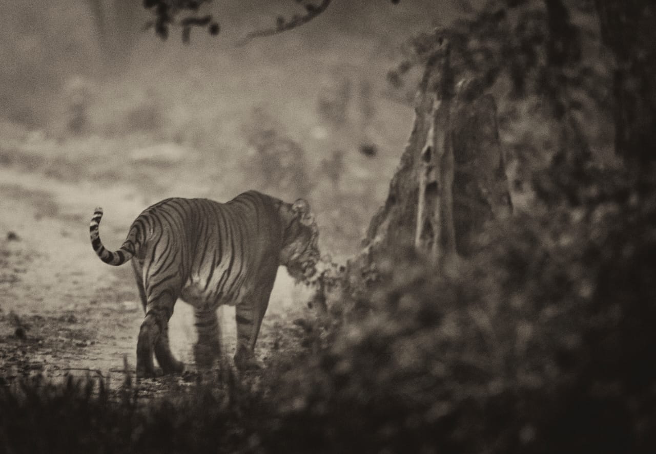 Tiger Sighting by Jim Corbett Experience